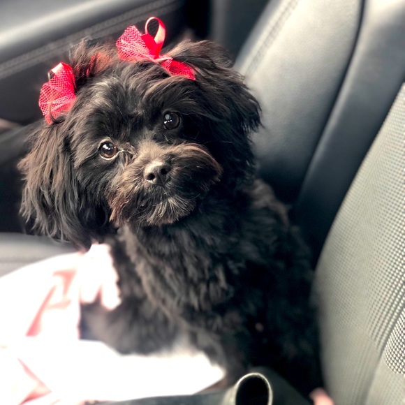 Meet your Posher, Jade - Picture 1 of 1